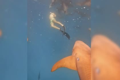 Mientras vacacionaba, el joven fue ataco por el animal (Captura video)