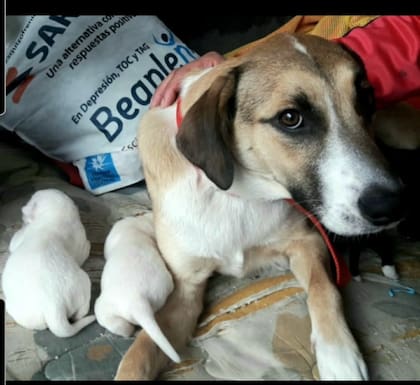 Mientras vivió en la calle, Laica dio a luz a una camada de cachorros.