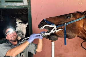 Es experto en odontología equina y ya le mejoró la vida a 10.000 caballos