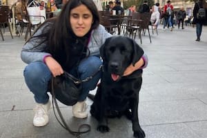 Indio, el labrador que protegió la vida de una joven no vidente en los Estados Unidos