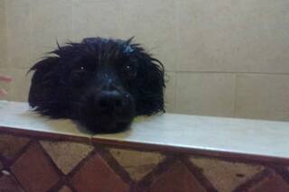 Otra noche familiar: cómo es la vida de la perrita que cautivó al público