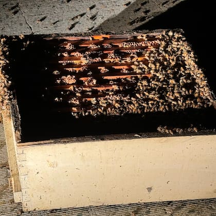 Miles de abejas comenzaron a dispersarse por la carretera