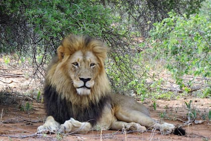 Miles de animales fueron cazados ilegalmente en 2017, según estadísticas de las autoridades sudafricanas.