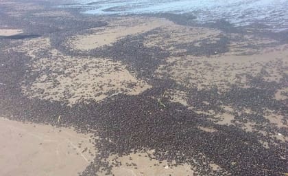 Miles de cascarudos coparon la costa de Mar de Ajó