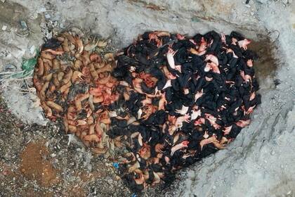 En China murieron millones de cerdos por la PPA