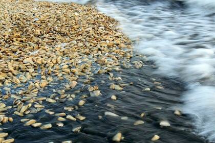 Miles de crustáceos y moluscos muertos en la isla de Chiloé.