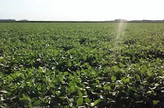 Banquinas improductivas