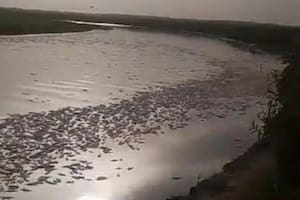 Alarma en Tucumán y Santiago del Estero: aparecieron millones de peces muertos a lo largo del río Salí