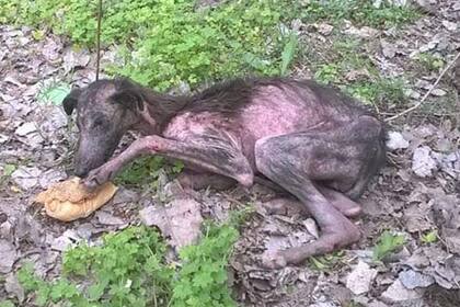 Mili, al borde de la muerte y junto a un sándwich de milanesa que le dejó el hombre que la divisó ese octubre de 2018 en un descampado en las afueras de la ciudad de La Plata.