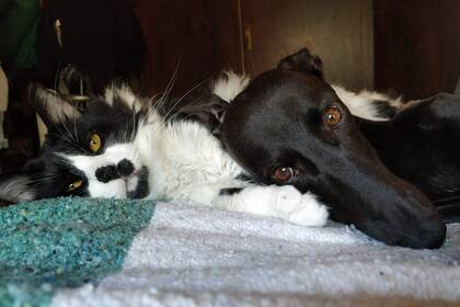 Mili convive con gatos y otra perrita rescatada.