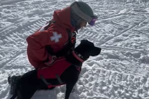 Millie, la perrita que salva vidas en las avalanchas (Foto: captura TikTok/@luma.randolph)