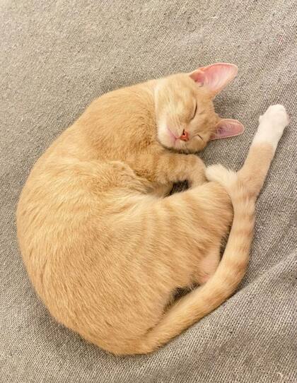 Milo, el pequeño gato de ocho meses que fue robado