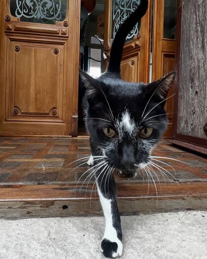 Milonga, la gata de Natalia Oreiro