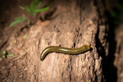 Milpies de aros amarillos en la yunga.