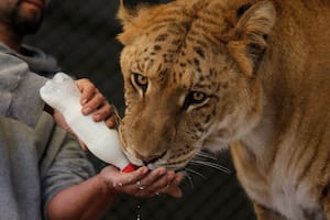 El polémico universo felino del Zoológico de Luján, clausurado desde hace dos años