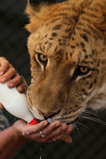 Mily es una Ligre, mezcla de león y tigresa, una cruza poco frecuente que solo se da en ámbitos artificiales