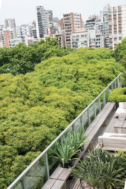 Mimetizarse con el paisaje frondoso que brindan las copas de los árboles fue uno de los objetivos que guiaron el proyecto paisajístico de esta terraza.