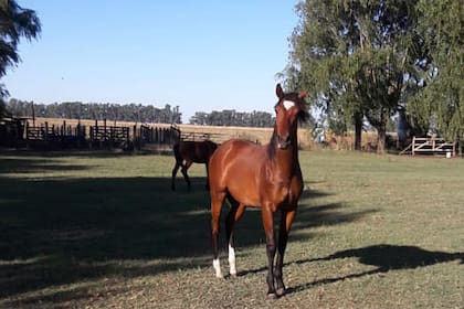 Mimoso Soñado, cuando ya estaba listo para el entrenamiento