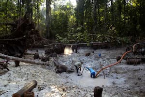 Coronavirus. Fiebre del oro ilegal y crisis ambiental: el impacto en el Amazonas