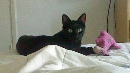 Minerva al pie de la cama, siempre junto a Karina