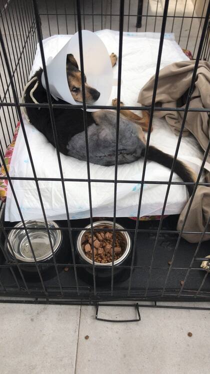 Mini en recuperación luego de su cirugía de cadera