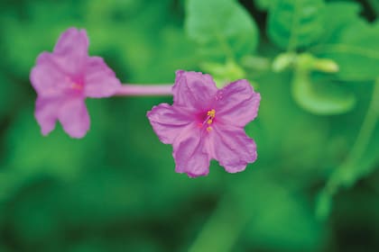 Mirabilis jalapa: las flores se abren hacia la tarde y se cierran a la mañana. Así se economizan recursos para que los aprovechen plenamente sus ancestrales polinizadores.