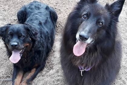 Mirko (izquierda), el perro que quedó atrapado entre los escombros junto con Rosa Stefanic
