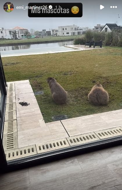 "Mis mascotas", la mención de Dibu Martínez a los dos carpinchos que aparecieron en su casa de Nordelta