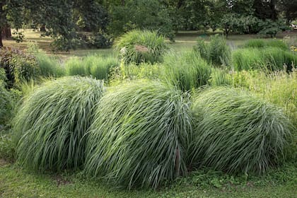 Miscanthus sinensis 'Adagio' con su singular mata