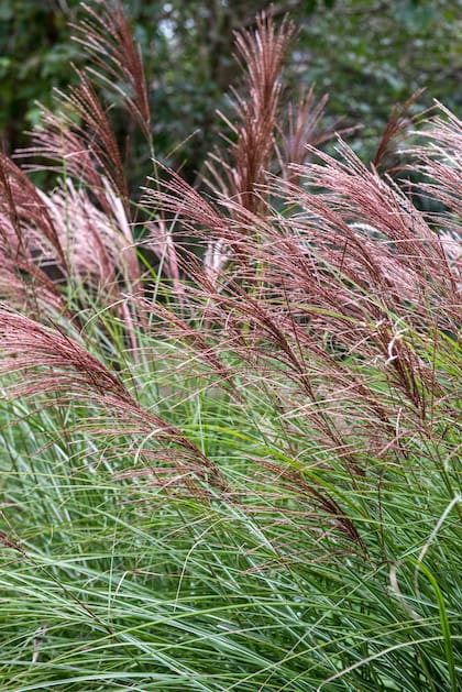 Miscanthus sinensis alcanza entre 1,5 y 2 metros de altura y ayuda a frenar el viento sin bloquear completamente el paso del aire