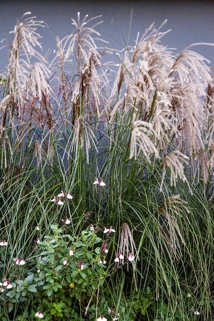 Miscanthus sinensis cv. ‘Gracillimus', porte escultórico y sutileza en el diseño de jardines