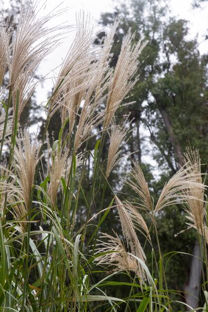 Miscanthus sinensis y sus espigas plateadas que viran al bronce dan un aspecto otoñal al jardín