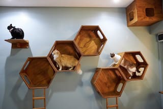 Un nuevo negocio desde 3700 pesos el cuarto grupal; ¿cuánto cuesta la habitación privada para un gato?