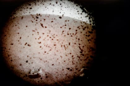 La primera imagen transmitida desde Marte por el módulo de aterrizaje InSight