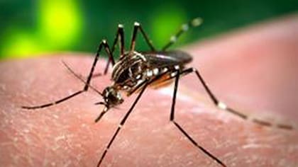 Mosquito transmisor de Dengue