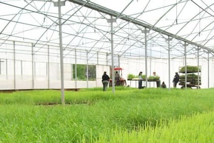 Las plantaciones de marihuana en forma legal y la venta en locales minoristas activarían el mercado inmobiliario de terrenos y comercios en el estado de Nueva York