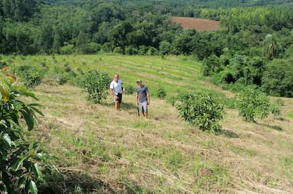"Misiones tiene condiciones afoclimáticas muy similares a las condiciones de origen como Centroamérica o el sur de México, estamos en mejores condiciones que Chile para producir", dicen desde Nukor & Cia