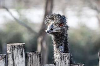 Missouri: una tormenta de granizo mata a un emú en un zoológico y daña vehículos