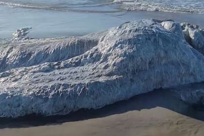 Misterioso cadáver gigante y peludo en playa de EE.UU.