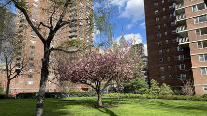 Mitchell-Lama proporciona viviendas accesibles tanto en alquiler como en cooperativas para familias de ingresos medios y moderados