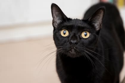 Mitos y realidades: la verdad sobre gatos negros y cómo se construyó la superstición