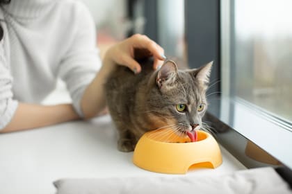 Mitos y verdades sobre la alimentación de los gatos.