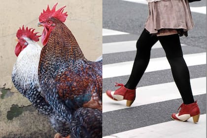 Moda en aves y en personas, según la mirada de Estrada