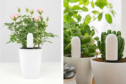 Modelos como Xiaomi Mi Flora Sensor permiten saber si la planta necesita más agua