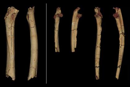 Modelos digitalizados en 3D de los tres huesos de las extremidades del TM 266 atribuido a Sahelanthropus tchadensis (a la izquierda, el fémur en vista posterior y medial  a la derecha, los dos cúbitos en vista anterior y lateral)
