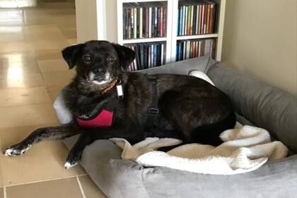 Mogwli instalado en la casa de sus nuevos dueños