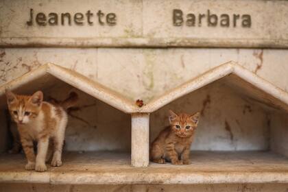 Cada gato tiene su lugar en el santuario