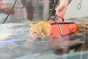 La sorprendente historia de Moisés, el gato con obesidad que hace natación para bajar de peso