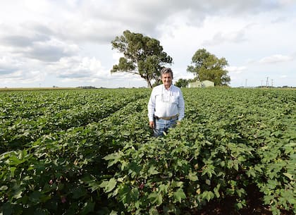 Molina comenzó a sembrar algodón en su campo hace 12 años, donde no enfrentó problemas durante la germinación, crecimiento, floración y formación de los capullos