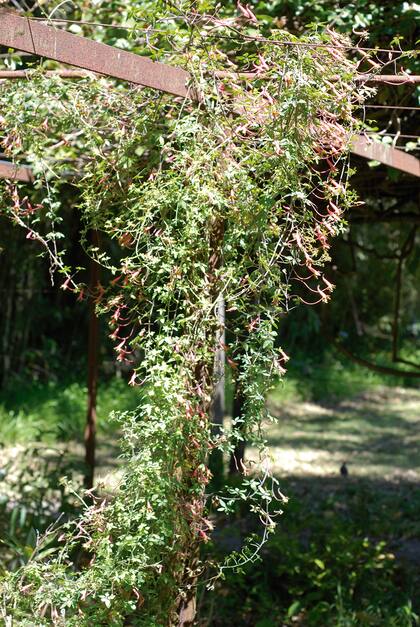 Momento de guiar enredaderas y plantas trepadoras